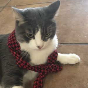 Meet your Posher, Morgan